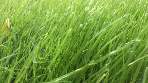 CLOSE-UP GREEN GRASS MOVED BY THE WIND Stock Footage 147544020