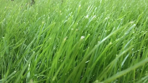 CLOSE-UP GREEN GRASS MOVED BY THE WIND Stock Footage 147544687