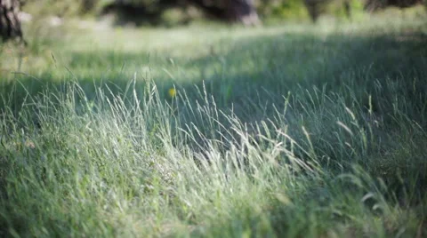 Close-up of green grass moving by the wind Stock Footage 61757462