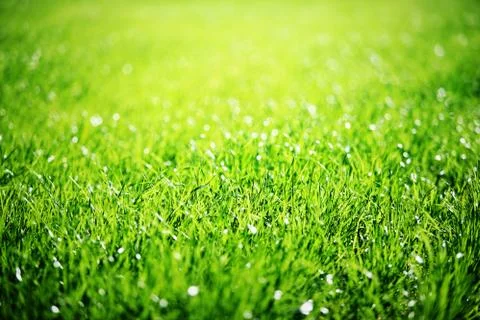Close up of green grass. Stock Photos