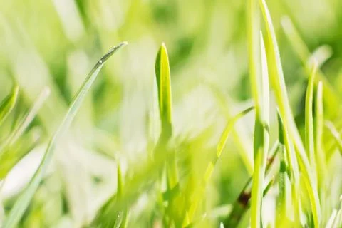 Close Up Of The Green Grass Stock Photos