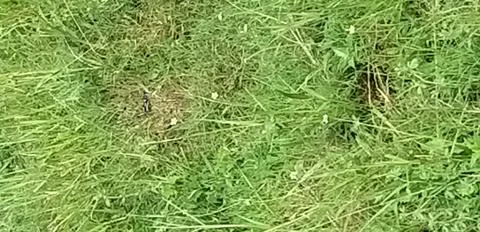 A close up of green grass Stock Photos