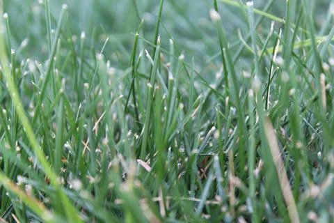 Close up of green grass Stock Photos