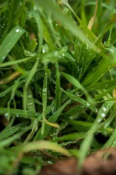 A close up of green grass Stock Photos