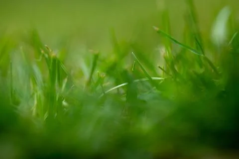 Close-Up of Green Grass Stock Photos