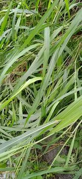 Close-up Green Grass Фото