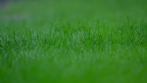 Close up of green grass in rain with water droplets and soft natural background Stock Footage 335950446