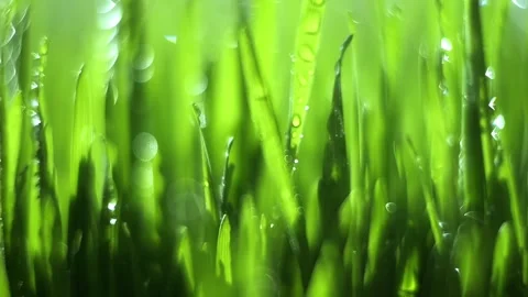 Close up of green grass with raindrops on it Stock Footage 308872453