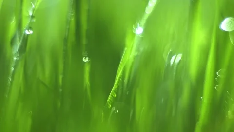 Close up of green grass with raindrops on it Stock Footage 312537986