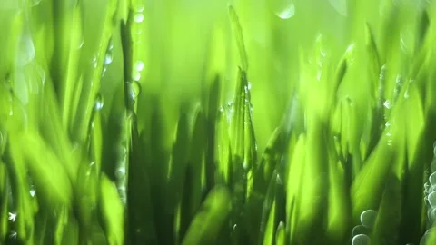 Close up of green grass with raindrops on it Stock Footage 312663328
