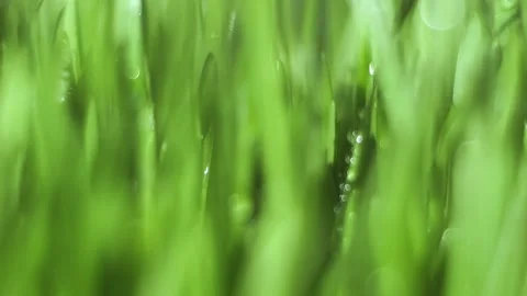 Close up of green grass with raindrops on it Stock Footage 312968995