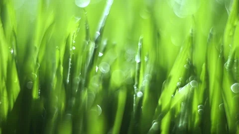 Close up of green grass with raindrops on it Stock Footage 313787564