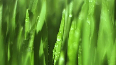 Close up of green grass with raindrops on it Stock Footage 319436248