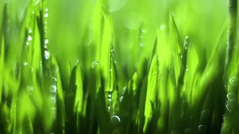 Close up of green grass with raindrops on it Stock Footage 319818347