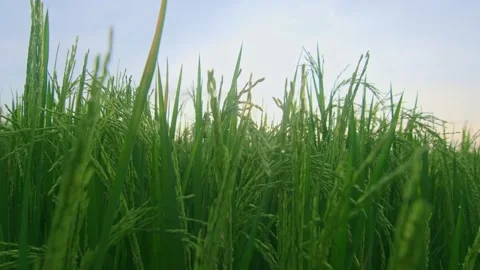 Close up green grass with rice cobs and glare of morning sun in calm weather Stock Footage 180862951