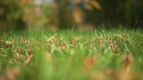 Close up of green grass scattered with dry autumnal foliage in soft focus Stock Footage 346724094
