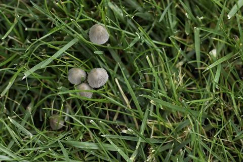 Close-up in the green grass small gray mushrooms Stock Photos