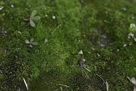 Close-up in the green grass small gray mushrooms Stock Photos
