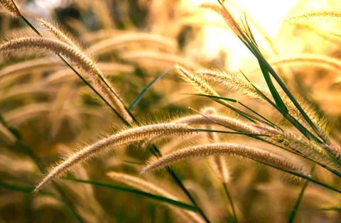 Close up of green grass with soft light morning background Stock Photos