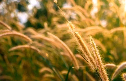 Close up of green grass with soft light morning background Stock Photos