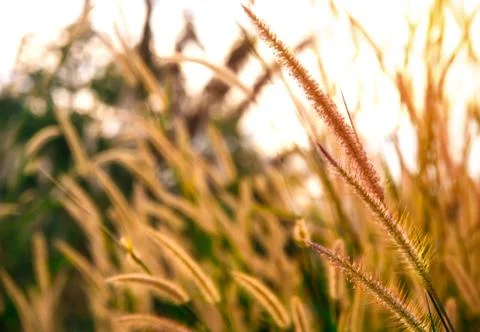 Close up of green grass with soft light morning background Stock Photos