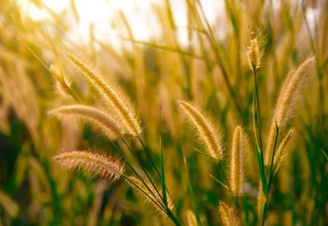 Close up of green grass with soft light morning background Stock Photos