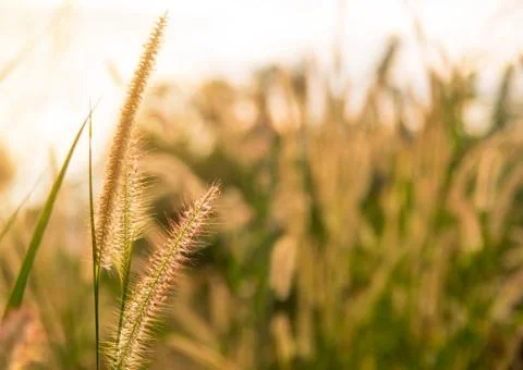 Close up of green grass with soft light morning background Stock Photos