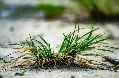 Close up of green grass sprouting through cracked dry soil, symbolizing nat.. Foto stock