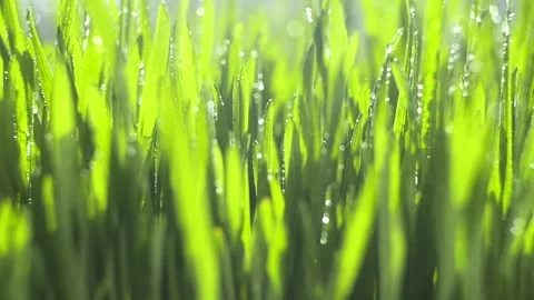 Close-up of green grass stems covered in water droplets Stock Footage 340937917