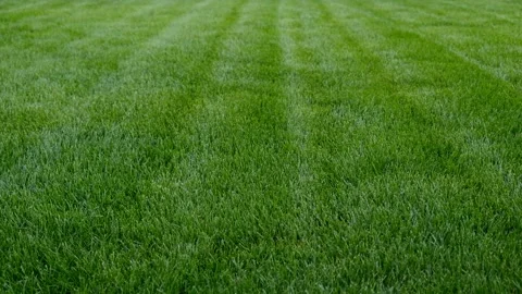 Close-up green grass. Stripes after mowing lawn court.  Stock Footage 246419020