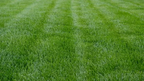 Close-up green grass. Stripes after mowing lawn court.  Stock Footage 246419028