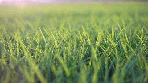 Close-up of Green Grass with Sunlight on beautiful nature Stock Footage 317294625
