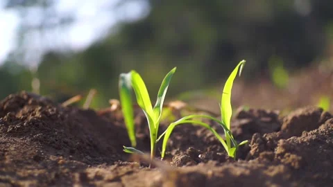 Close-up of Green Grass with Sunlight on beautiful nature Stock Footage 317294850