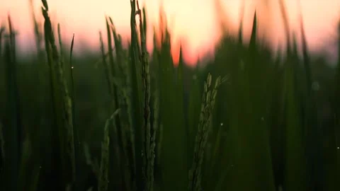 Close-up of Green Grass with Sunlight on beautiful nature Vídeo Stock 317296518