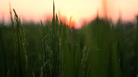Close-up of Green Grass with Sunlight on beautiful nature Stock Footage 317296520