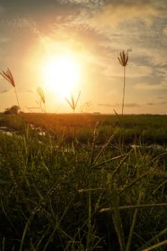Close up of green grass with sunset background Stock Photos