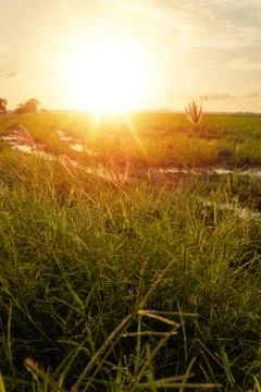 Close up of green grass with sunset background Stock Photos