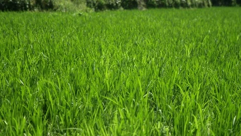 Close-up of green grass that sway in the wind. Stock Footage 104672563