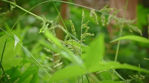 Close up green grass swaying light breeze soft focus background Vídeos de archivo 335131097
