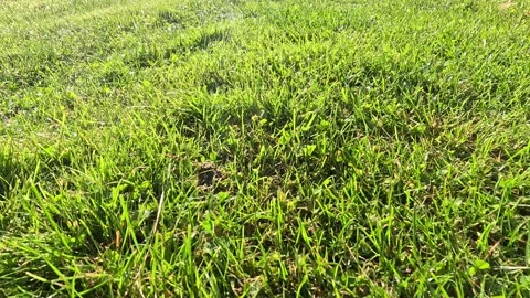 Close-up green grass swaying under gentle summer rain Video stock 314766284