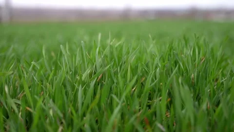 Close-up of green grass swaying in the wind in slow motion. Video stock 237152267