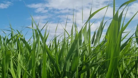 Close up of green grass swaying in the wind against blue sky with clouds Stock Footage 311815100