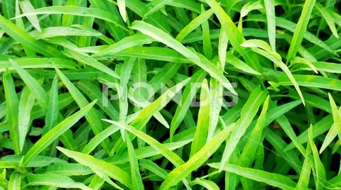 Close up of green grass texture Stock Photos