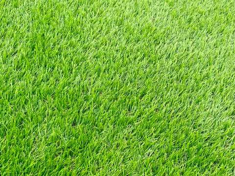 Close up the Green Grass Texture Stock Photos