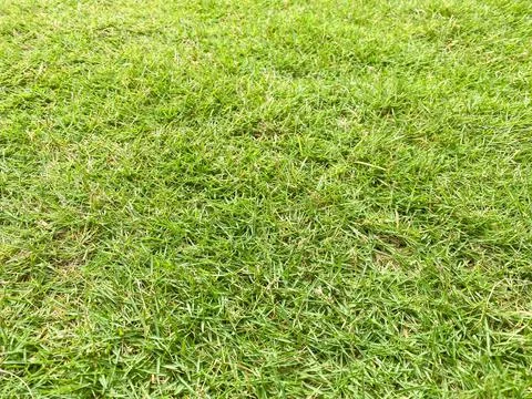 Close up green grass texture Stock Photos