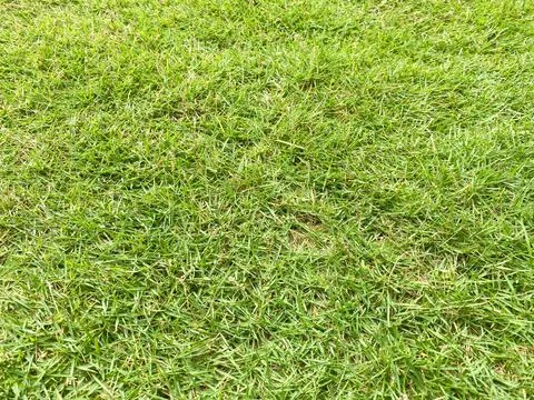 Close up green grass texture Foto stock