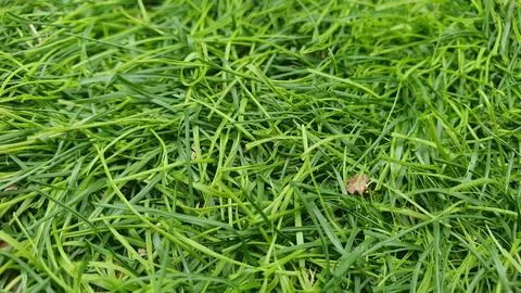Close up green grass texture Fotos Stock