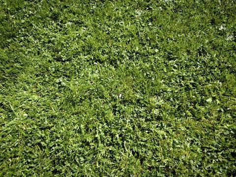 Close-up green grass texture seamless background Stock Photos