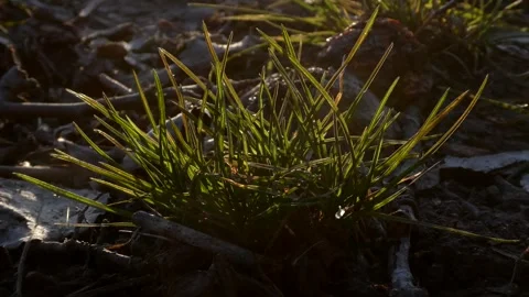 Close-up of green grass with trembling spider web in warm backlight sunlight Stock Footage 330738830