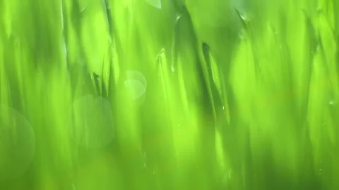 Close up of green grass with water droplets on it Stock Footage 302953859